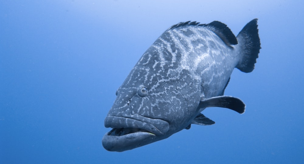 水中の灰色と黒の魚\