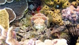 underwater photography of brown pufferfish