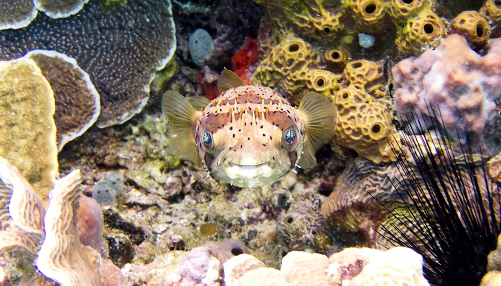 underwater photography of brown pufferfish