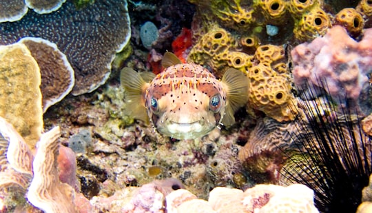 underwater photography of brown pufferfish in Cozumel Mexico