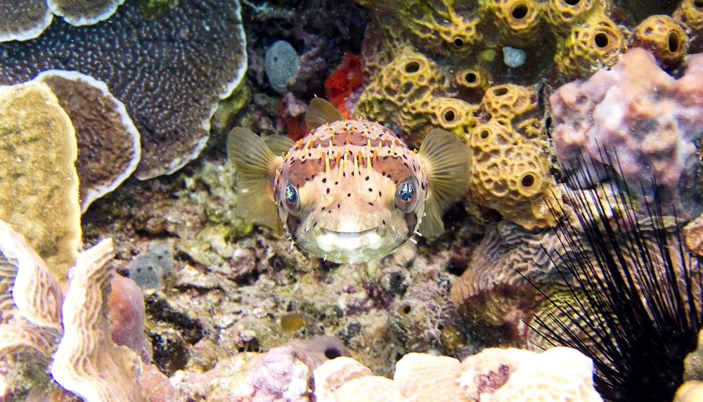 Fotografía submarina del pez globo marrón