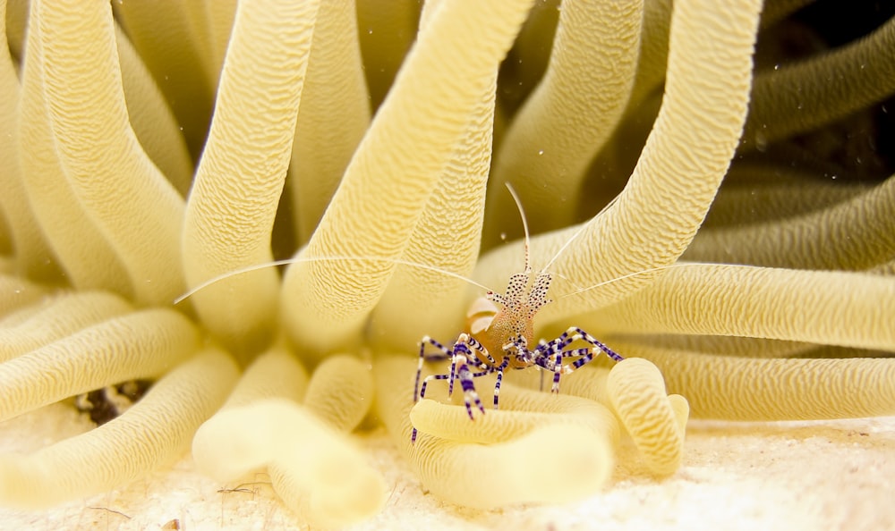 micro fotografia de criatura marinha preta e marrom em águas profundas