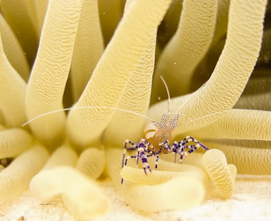 micro photography of black and brown sea creature on deep water