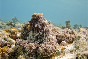 Close-up of a curious octopus camouflaged among rocky seabed textures