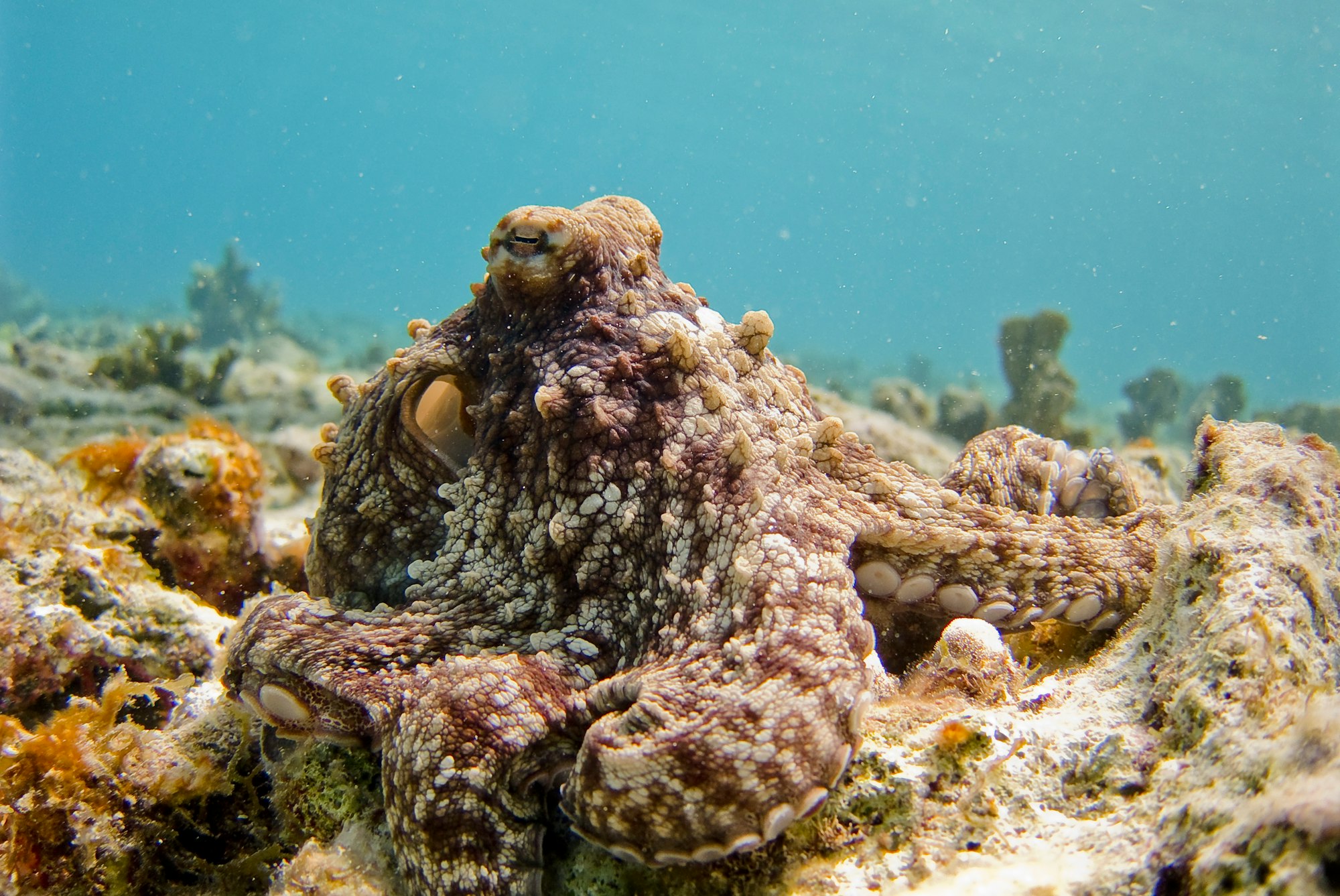 Brown Mimic Octopus with full active camouflage (colour and texture) in the sand to hunt prey