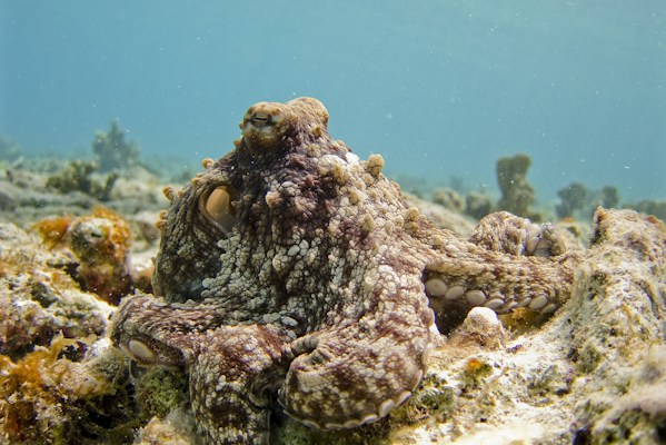 An octopus is camouflaged against a rocky underwater environment. Its textured skin blends with the surrounding coral and algae, displaying a mix of brown and beige tones. The water is clear, with a hint of blue, and various marine plants are visible in the background.