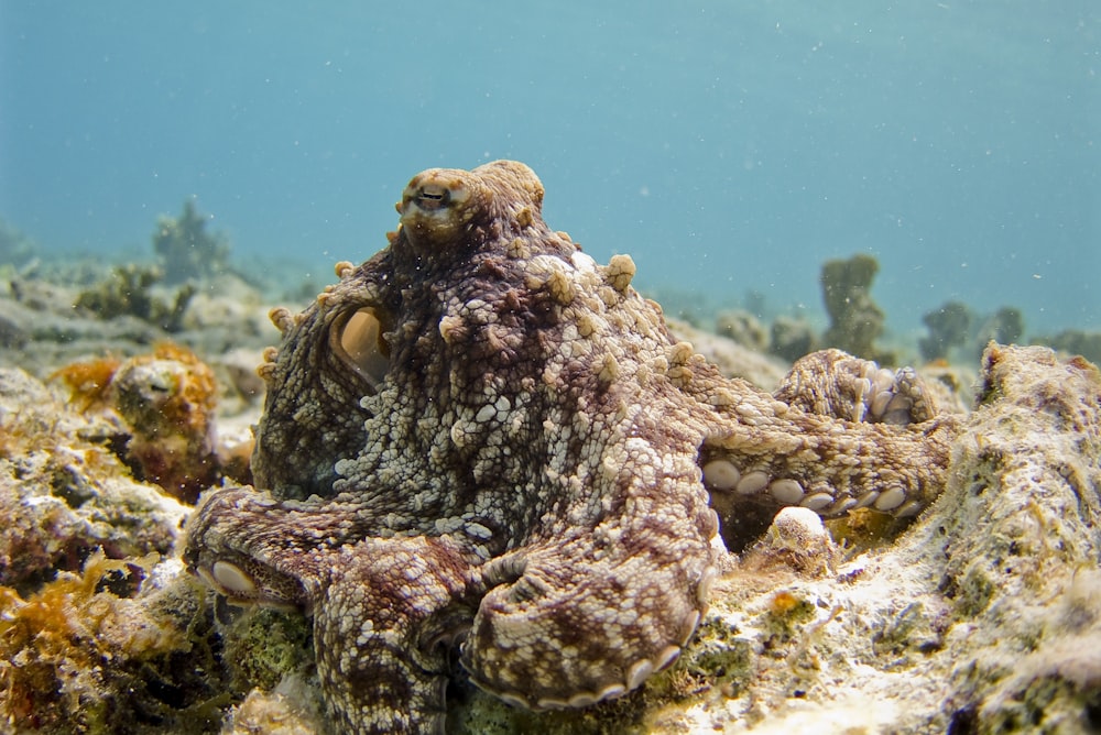 selective focus photography of octopus