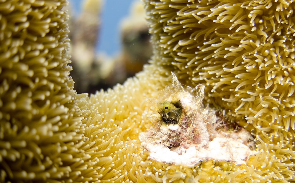 水中の茶色の珊瑚の接写写真
