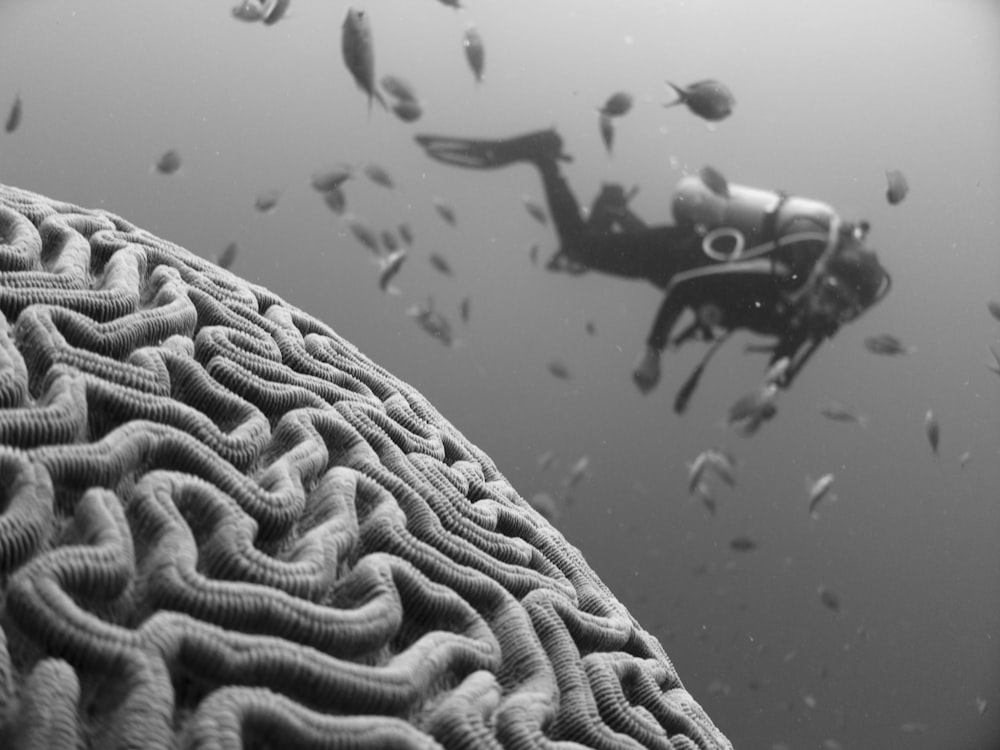 person swimming surrounded by school of fish