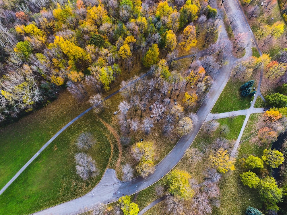 aerial view of road surrounded by trees