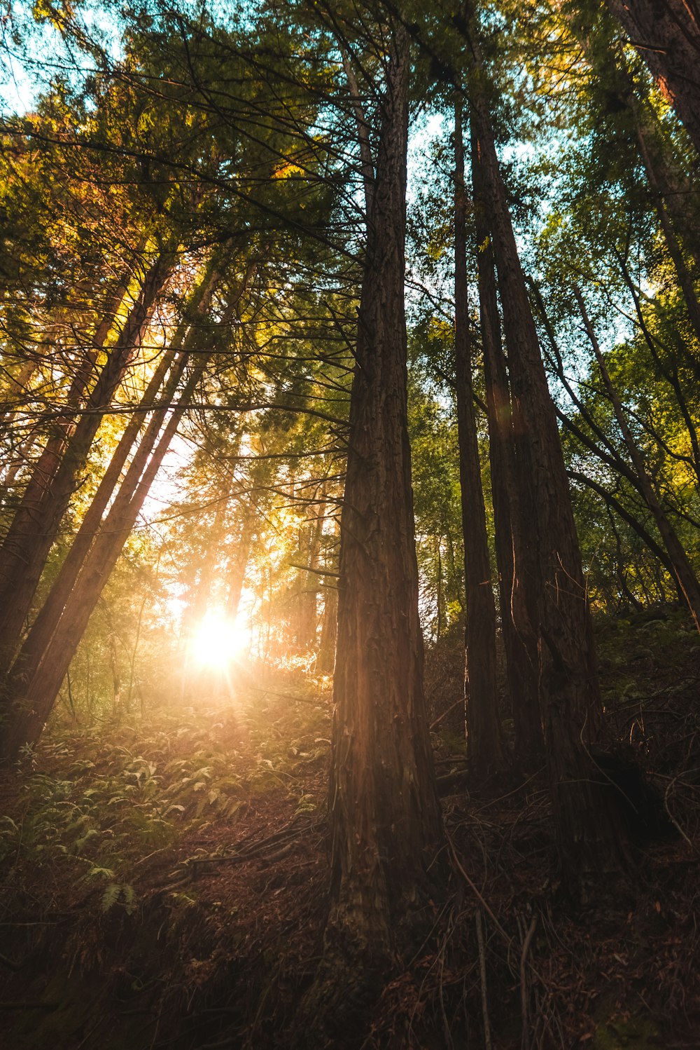 low angle photo of trees at the forest with beam of light