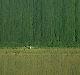 An aerial view captures vast expanses of agricultural fields, meticulously arranged in parallel rows. The scene is bisected horizontally, indicating either a change in crop type or a road. The lush green tones suggest thriving vegetation, possibly a corn or similar crop. A small structure or building is present near the middle, nestled among the rows.