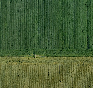 An aerial view captures vast expanses of agricultural fields, meticulously arranged in parallel rows. The scene is bisected horizontally, indicating either a change in crop type or a road. The lush green tones suggest thriving vegetation, possibly a corn or similar crop. A small structure or building is present near the middle, nestled among the rows.