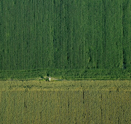 An aerial view captures vast expanses of agricultural fields, meticulously arranged in parallel rows. The scene is bisected horizontally, indicating either a change in crop type or a road. The lush green tones suggest thriving vegetation, possibly a corn or similar crop. A small structure or building is present near the middle, nestled among the rows.