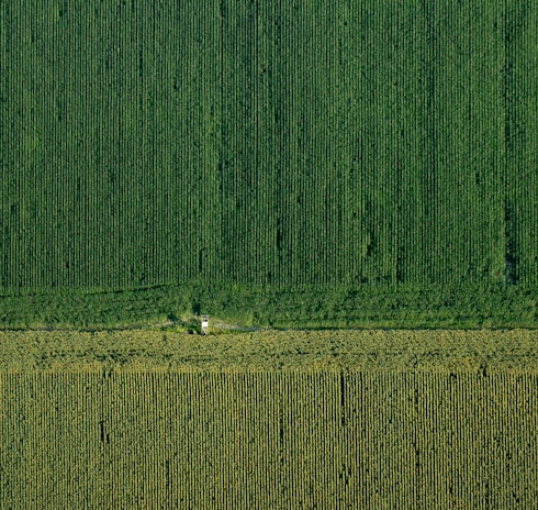 An aerial view captures vast expanses of agricultural fields, meticulously arranged in parallel rows. The scene is bisected horizontally, indicating either a change in crop type or a road. The lush green tones suggest thriving vegetation, possibly a corn or similar crop. A small structure or building is present near the middle, nestled among the rows.