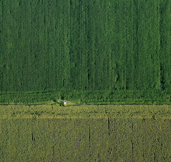 An aerial view captures vast expanses of agricultural fields, meticulously arranged in parallel rows. The scene is bisected horizontally, indicating either a change in crop type or a road. The lush green tones suggest thriving vegetation, possibly a corn or similar crop. A small structure or building is present near the middle, nestled among the rows.