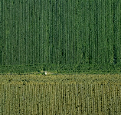 An aerial view captures vast expanses of agricultural fields, meticulously arranged in parallel rows. The scene is bisected horizontally, indicating either a change in crop type or a road. The lush green tones suggest thriving vegetation, possibly a corn or similar crop. A small structure or building is present near the middle, nestled among the rows.