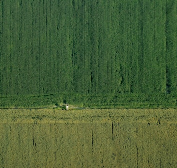 An aerial view captures vast expanses of agricultural fields, meticulously arranged in parallel rows. The scene is bisected horizontally, indicating either a change in crop type or a road. The lush green tones suggest thriving vegetation, possibly a corn or similar crop. A small structure or building is present near the middle, nestled among the rows.