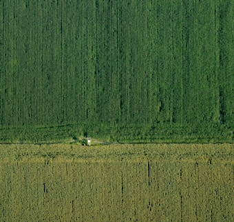 An aerial view captures vast expanses of agricultural fields, meticulously arranged in parallel rows. The scene is bisected horizontally, indicating either a change in crop type or a road. The lush green tones suggest thriving vegetation, possibly a corn or similar crop. A small structure or building is present near the middle, nestled among the rows.