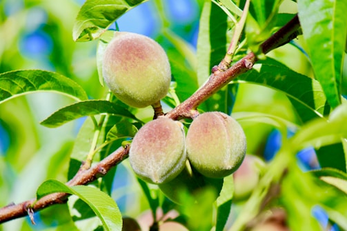 Three unripe peaches hang from a branch surrounded by lush green leaves. The peaches have a fuzzy texture with a mix of green and pinkish hues. Sunlight highlights the vivid colors, creating a vibrant and fresh scene.