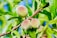 Three unripe peaches hang from a branch surrounded by lush green leaves. The peaches have a fuzzy texture with a mix of green and pinkish hues. Sunlight highlights the vivid colors, creating a vibrant and fresh scene.