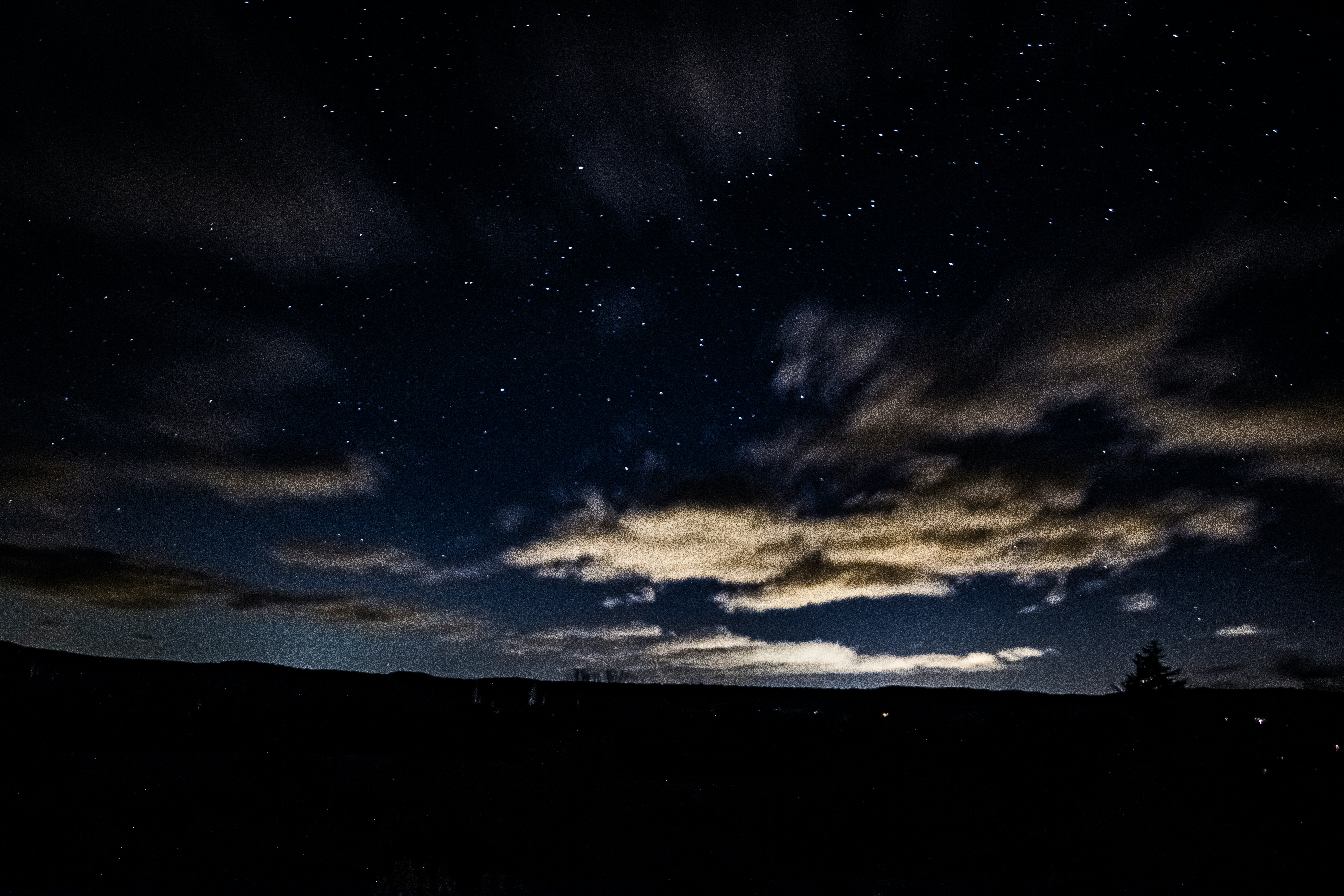 silhouette of trees at nighttime