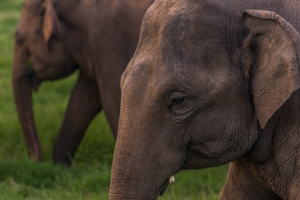 elephants walking on the grass