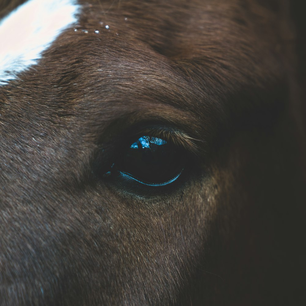 Cavalo marrom e branco em fotografia de closeup