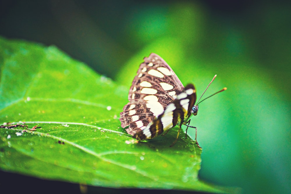 selective focus photography of black and white butterfly on green leaf
