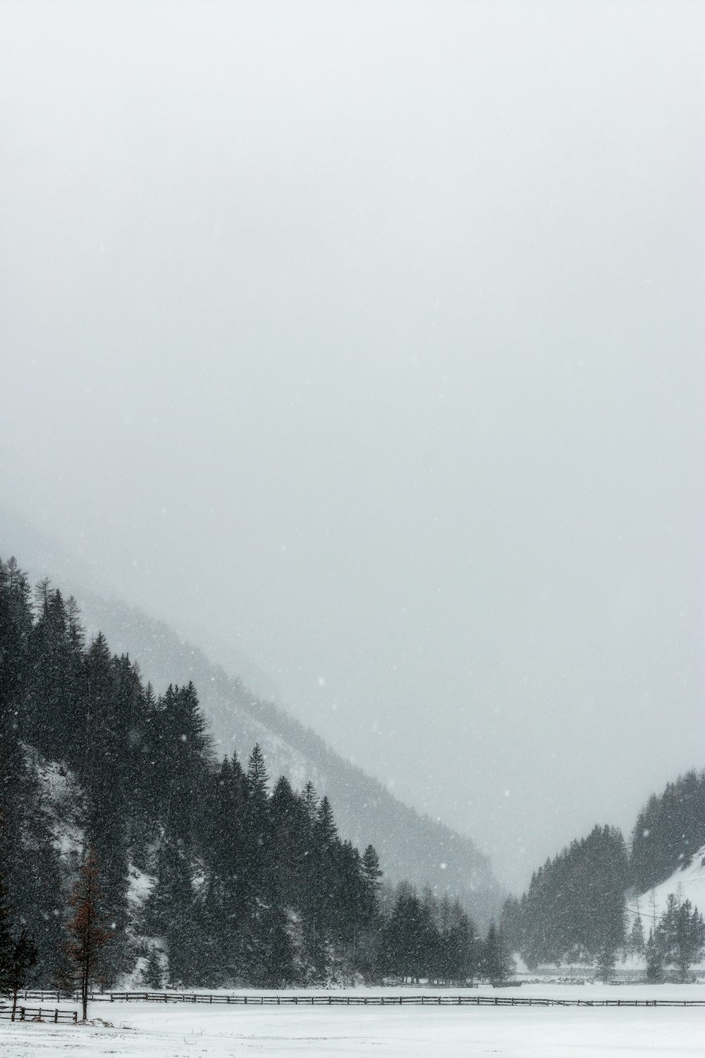 green trees infront of mountain