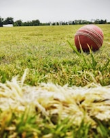 Close-up of a cricket ball resting on a grassy field.