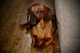 Photo of Dante, the chocolate dachshund, sitting calmly on a wooden floor.