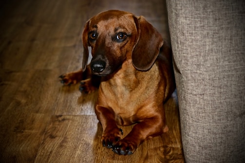 Photo of Dante, the chocolate dachshund, sitting calmly on a wooden floor.