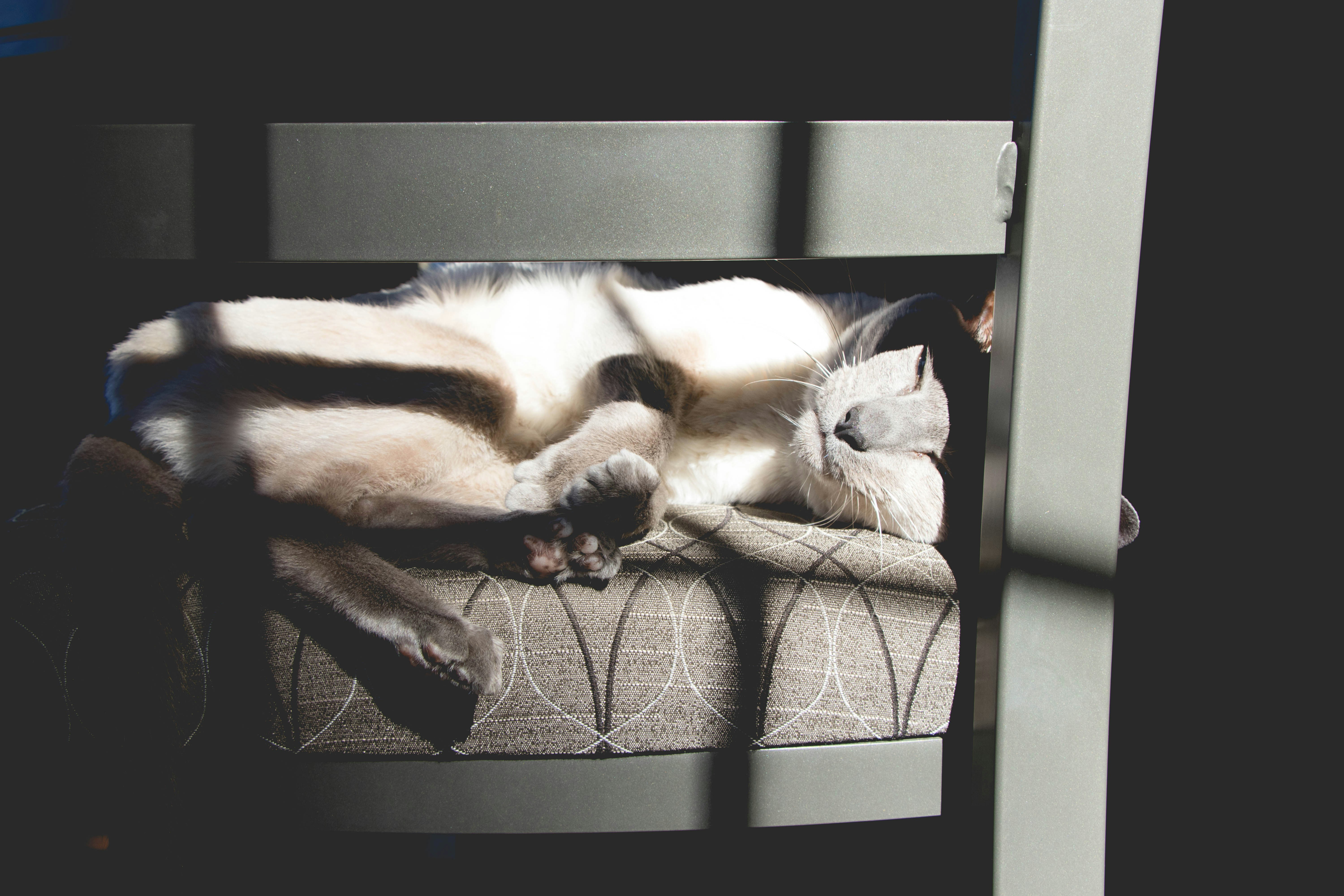 ragdoll siamese kittens