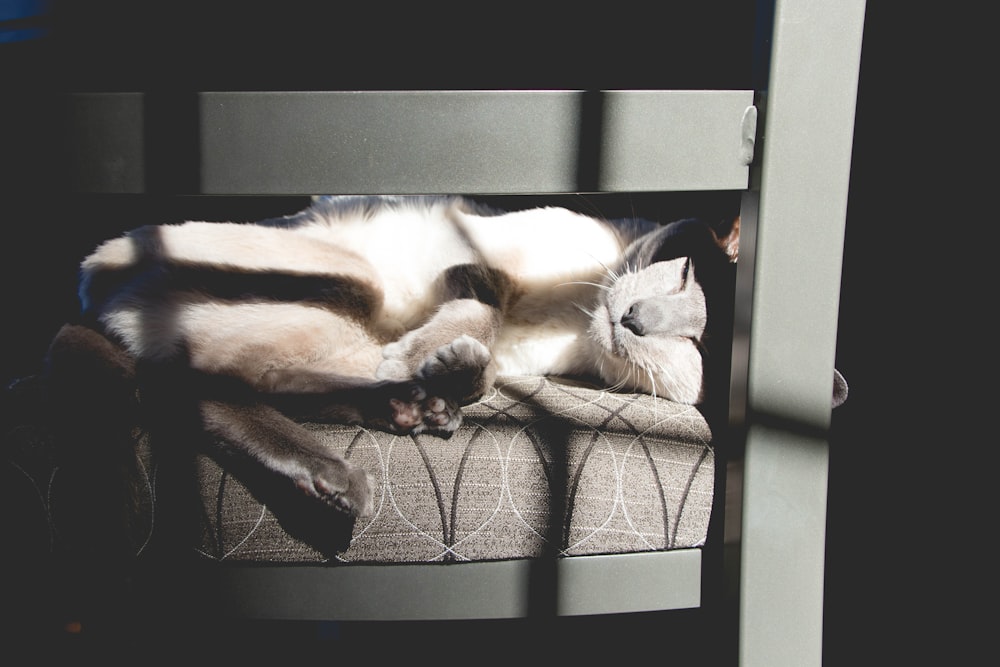 un chat allongé sur une chaise à côté d’une fenêtre