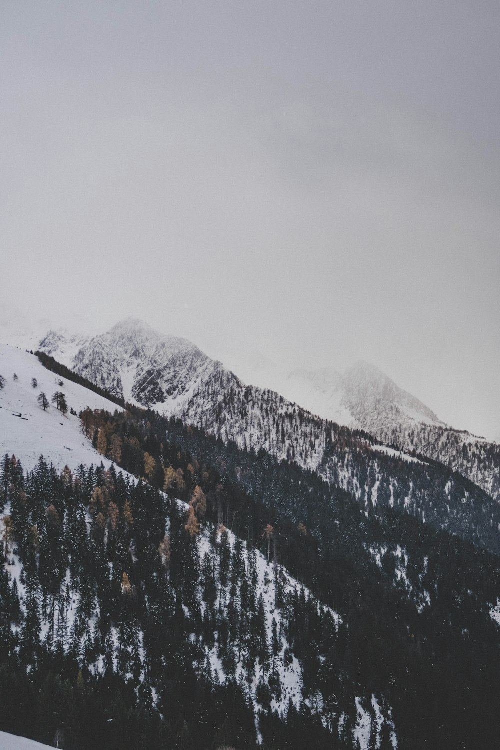 mountain covered by snow and trees