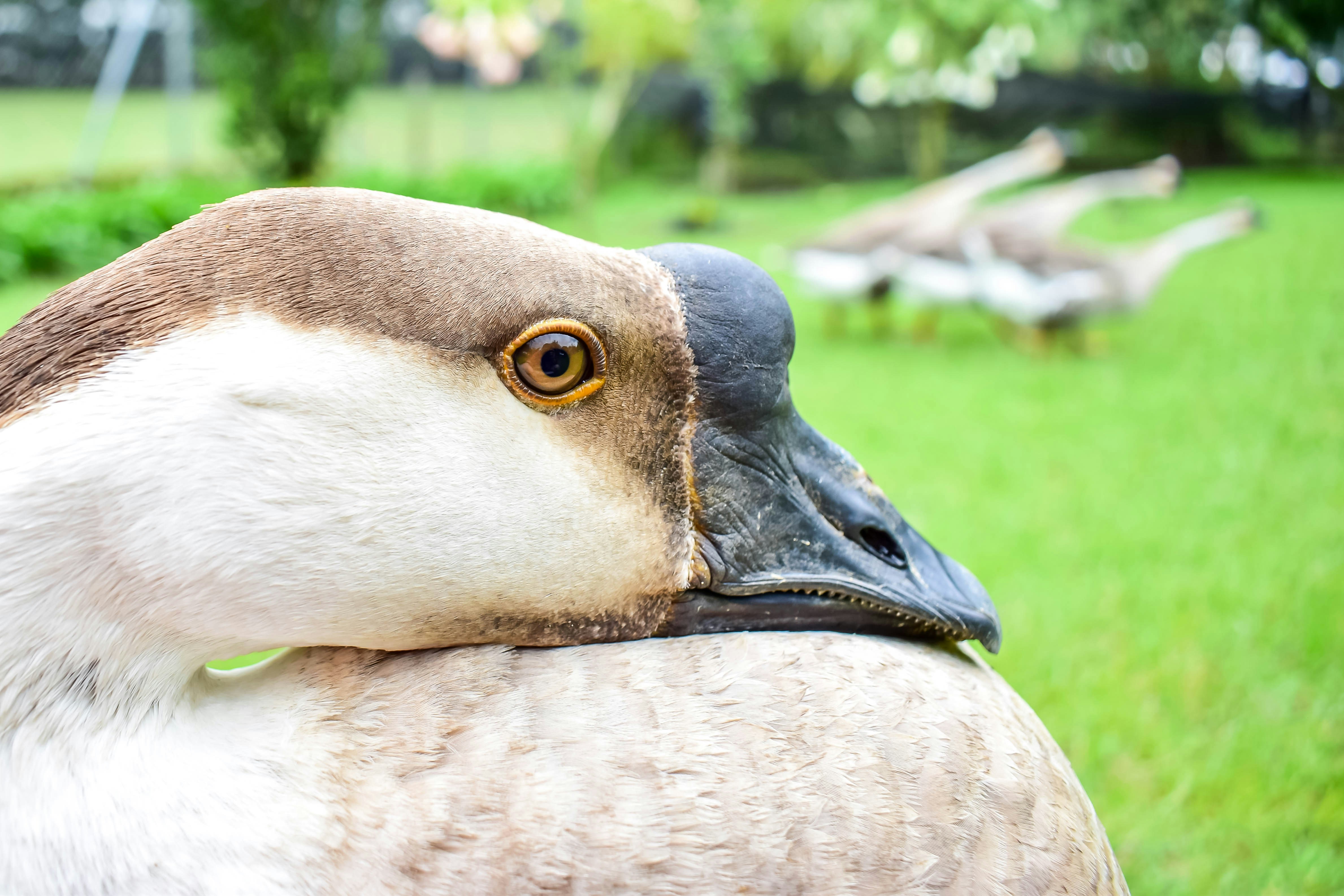 The Due Diligence Trap: When More Analysis Produces Worse Decisions