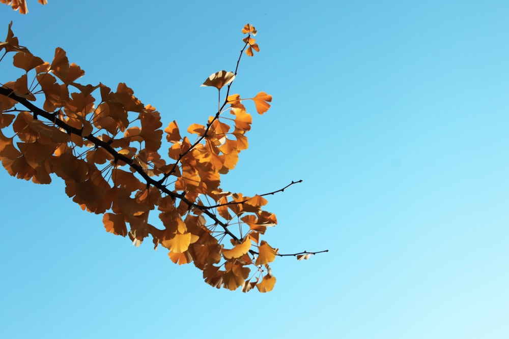 orange leaved plant under blue sky