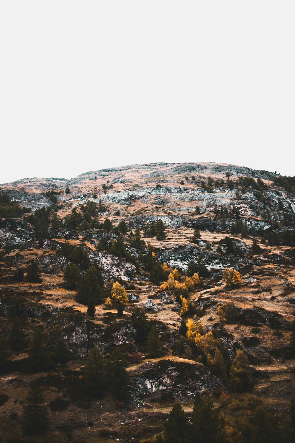 pinheiros na montanha marrom durante o dia