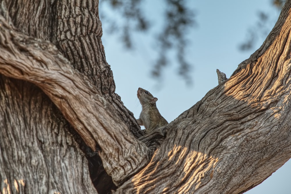 gray animal on brown trunk