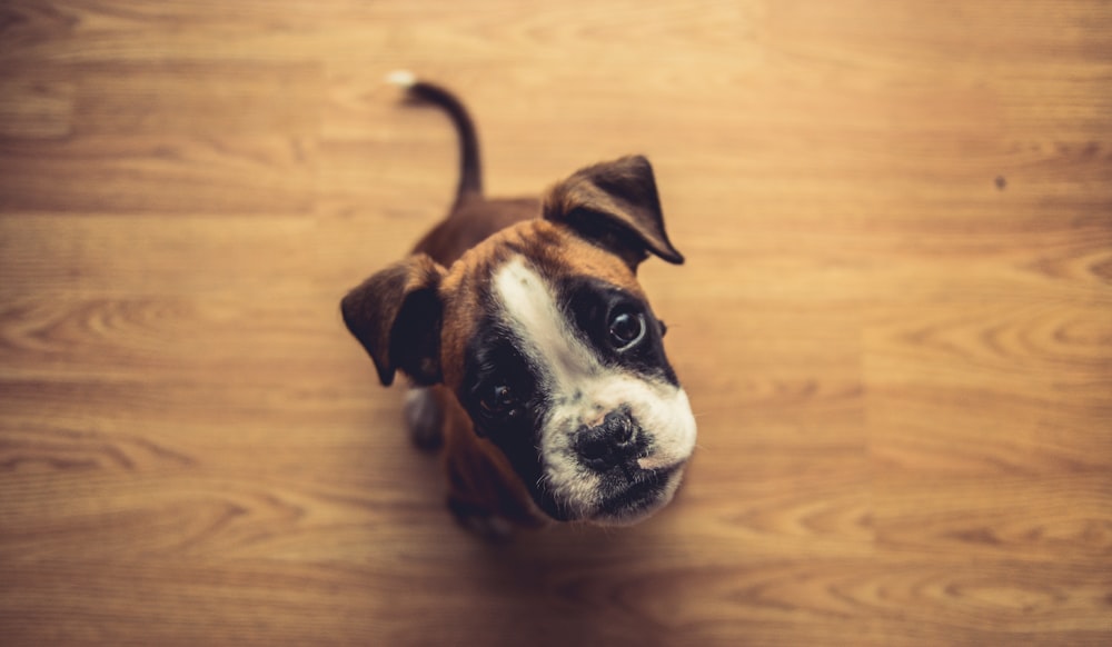 brown puppy looking upward