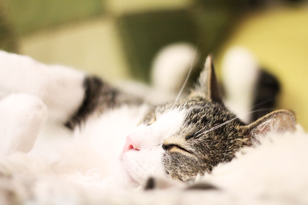 macro shot of white and black kitten