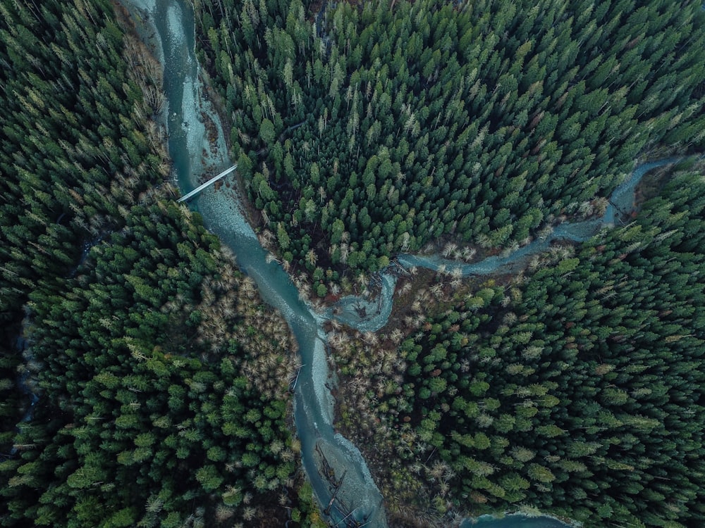 Blick aus der Vogelperspektive auf Fluss und grüne Bäume