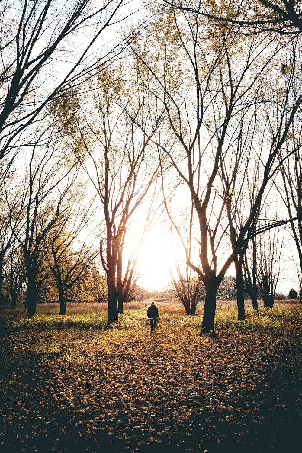 person in black jacket walking between of bare trees during daytime