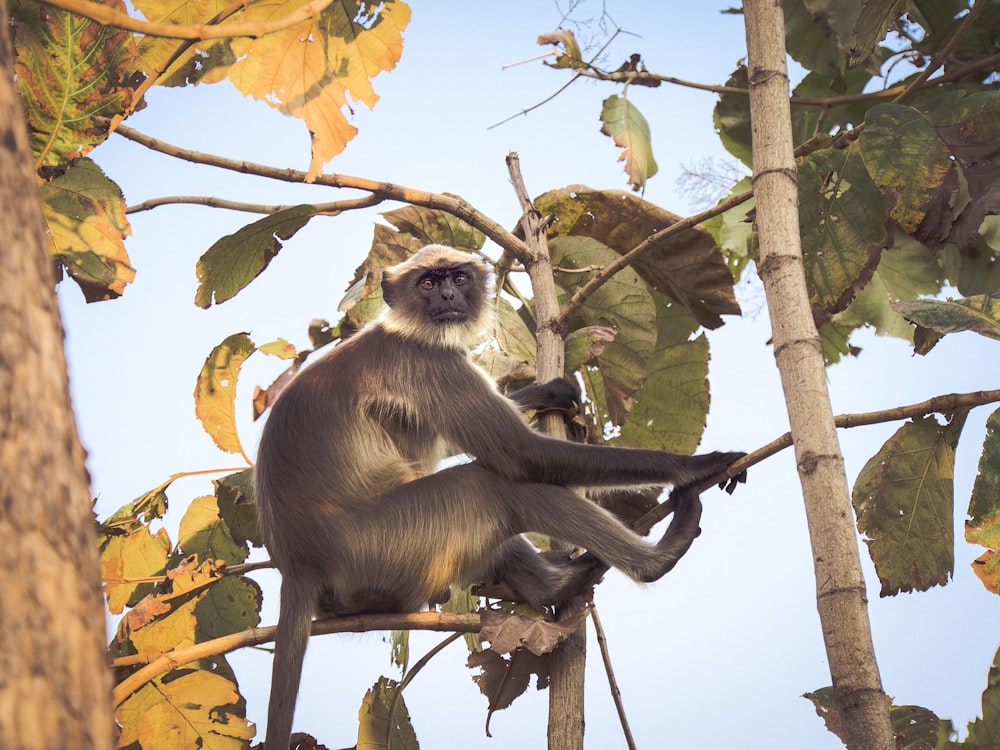 black and white primate sitting on tree branch