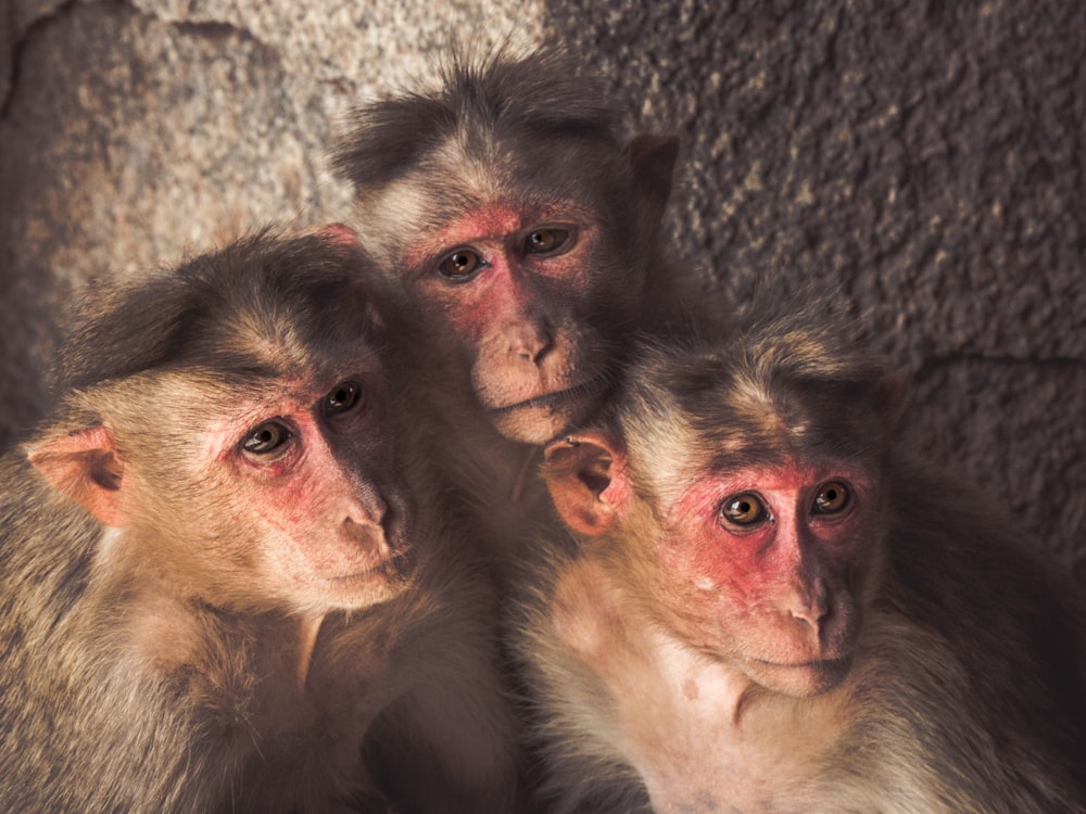 three monkeys standing near wall