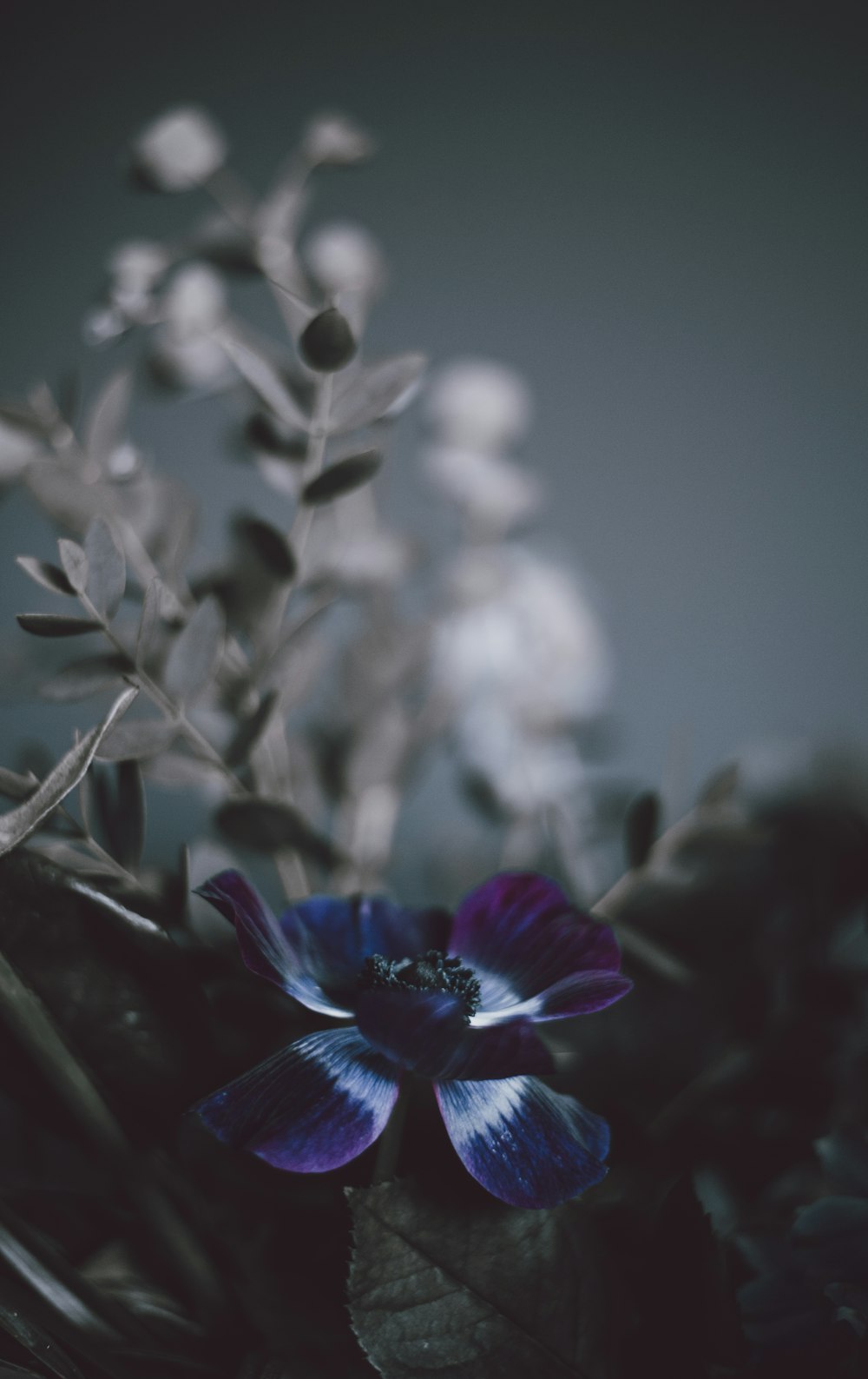 Macrophotographie de fleur pétale