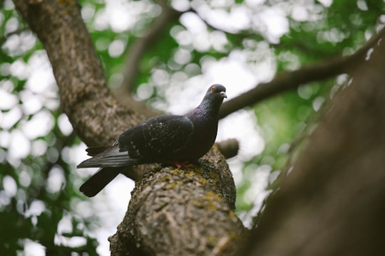 black pigeon on tree branch in Turtle Lake Georgia