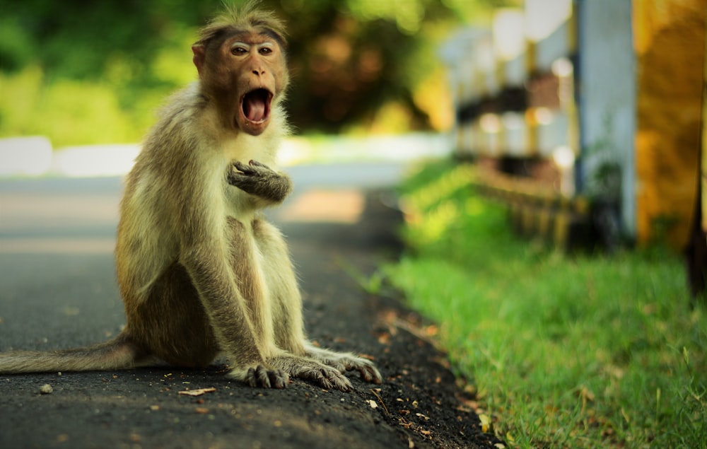 brown monkey sitting near green grass field