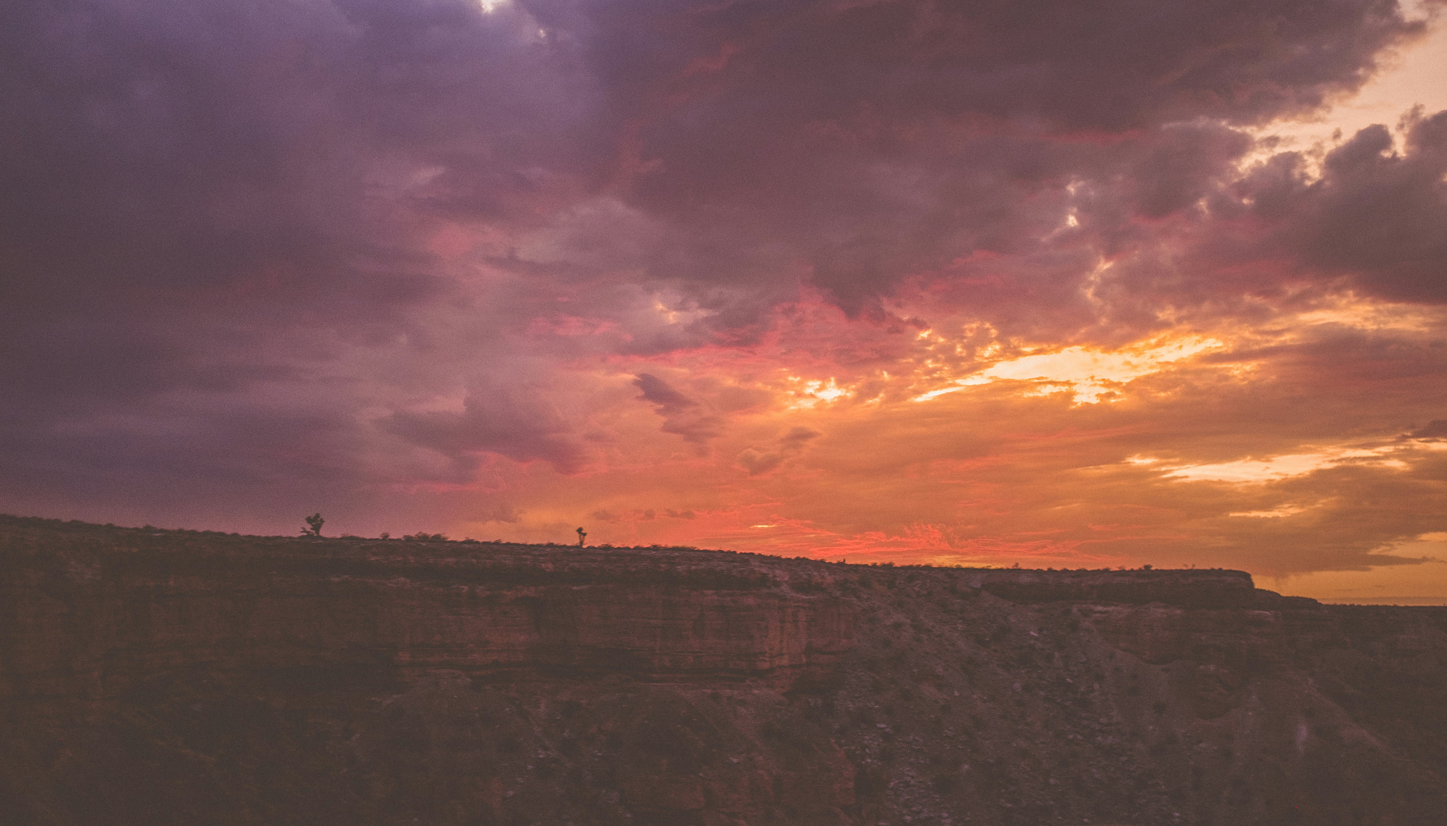 photographie de paysage de champ de plantes